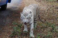 Read more about the article В российской школе отменили уроки из-за бродящего тигра